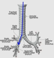 most likely to lodge into right bronchus

R bronchus is wide, short and more vertical