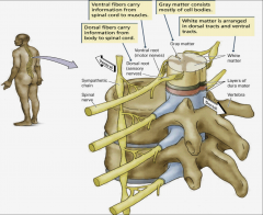 - Spinal nerves connect to spine
- Dorsal root/fibres (front) carries sensory information from body to spinal cord (AFFERENT)
- Ventral root/fibres (back) carries motor information from spinal chord to muscles (EFFERENT)
- interneurons in the spi...