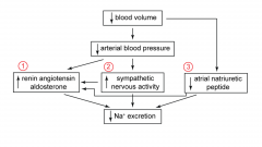 blood volume or pressure decreases, RAAS pathway is activated, sympathetic is stimulated, ANP levels decrease