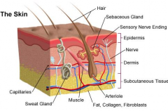 - Skin, accessory organs (hair, nails, sweat glands, sebaceous glands)
- Covers/protects tissues, and regulates temp