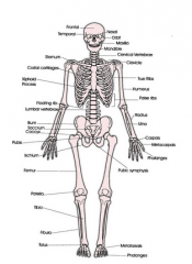 - Bones of the skeleton + cartilage
- Protects/supports organs, forms blood cells, stores minerals