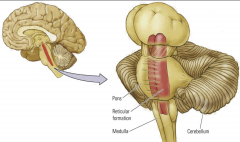 (Metencephalon "across brain")
(Mylencephalon "spinal brain")

- Pons
- Cerebellum 
- Part of the Reticular Formation
- Medulla 