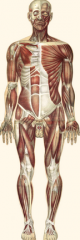 - Skeletal muscle, smooth muscle, cardiac muscle
- Produces movement, maintains posture