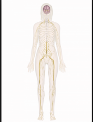 - Brain, spinal cord, and nerves
- Coordinates body movements through rapid activation of muscles and glands