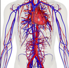 - Heart and blood vessels
- Transports nutrients, gases, and other substances, provides a medium for disease control