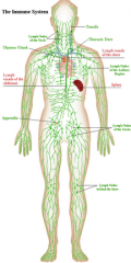 - Lymphatic vessels and lymph nodes
- Returns extra cellular fluid to blood, defends against disease