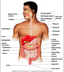- Mouth, esophagus, stomach, small intestine, large intestine, and accessory organs (teeth, tongue, salivary glands, liver, gallbladder, and pancreas)
- Breaks down/absorbs nutrients