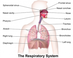 - Lungs and the tubes that bring air to and from the lungs
- Exchanges gases between the external environment and the blood