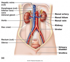 - Kidneys, ureters, urinary bladder, urethra
- Removes metabolic wastes, regulates fluid levels, regulates acid-base balance 