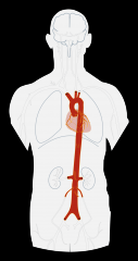 Main systemic trunk;
Delivers blood thru body