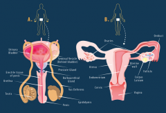 - Testes, glands, ducts, and penis (male)
- Ovaries, ducts, uterus, and vagina (female)
- Survival of the human species, creating new individuals