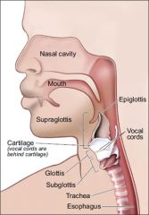 It goes from the inferior face of the vocal cords to the inferiormargin of the cricoid