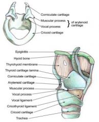 3 large, unpaired cartilages (cricoid, thyroid, epiglottis) 


3 pairs of smaller cartilages (arytenoids, corniculate, cuneiform)