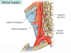 The arterial supply to the larynx is via the superior and inferior laryngeal arteries. 

Superior laryngeal artery: a branch of the superior thyroid artery (derived from the external carotid). It follows the internal branch of the superior laryng...