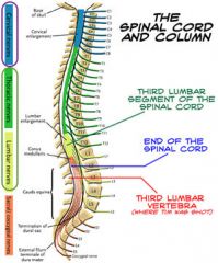 - CERVICAL: spinal nerves exit above corresponding vertebrae

- THORACIC & LUMBAR: spinal nerves exit below corresponding vertebrae

-  SACRUM: spinal nerves exit 
below the

					corresponding 
sacral segment (through anterior and p...