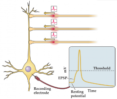 Takes in to account postsynaptic potentials from different location on the neuron