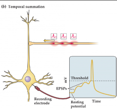 Takes in to account postsynaptic potentials from different times