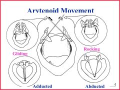 When we have to produce our voice, we have to close the vocal cords. 
The arytenoids move in three directions: - medial rotation, 
rocking movement 
slide towards the anterior part of the larynx “sliding  movement”. 
As a result, the voic...