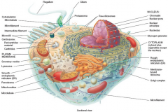 - Plasma/cell membrane
- Cytoplasm
- Nucleus