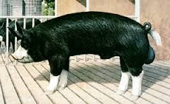 What breed of pig is this?