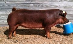 What breed of pig is this?