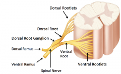  Rootlets -> Roots -> Nerve -> Rami (plural for ramus)