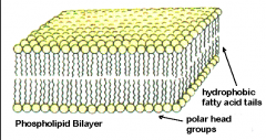 - Phospholipid bilayer
- Phosphate layer is hydrophilic
- Lipid tails are hydrophobic