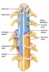The tough, fibrous dura mater is the layer that forms the outermost covering of the spinal cord. 


This layer contains dense collagen fibers that are oriented along the longitudinal axis of the cord.