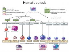 The process by which the formed elements of blood develop is called hemopoiesis (hematopoiesis).

In adults, blood cells are formed in red bone marrow from stem cells. They mature in bone marrow or lymphoid tissue


In Embryo they are formed in li...