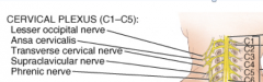 The cervical plexus runs from the C1 to the C5