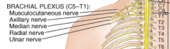 The brachial plexus runs from the C5-to the T1