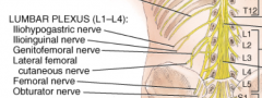 The lumbar plexus runs from the L1-L4.