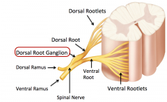 Dorsal root ganglion 