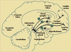 Pathway - where cell body of neuron is and where axon/terminal buttons end up
At least four main pathways:
1. Mesolimbic
2. Tuberoinfundibular path
3. Mesocortical
4. Nigrostriatal
