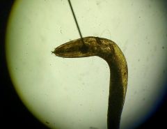 What worm is this?