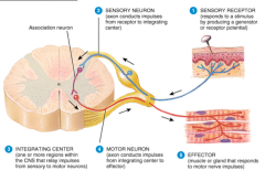 - Receptor
- Sensory Neuron (dorsal root receives signal)
- Integrating center
- Motor neuron (ventral root sends signal)
- Effector
