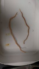 What worms are these?