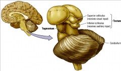1. Tegmentum (floor): contains RF system. It is also the locus of different nuclear groups that synthesize neurotransmitters. 
2. Tectum (roof): Superior colliculus which makes us turn towards visual stimulus. Inferior colliculus which makes us tu...