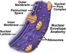 - Double-layered membrane surrounding the nucleus