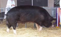 Terminal
Most influential breed
High quality meat
Fast growth
1st Swine registry breed