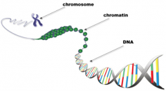- Complex network of threads containing DNA
- Forms into chromosomes when the cell is about to divide