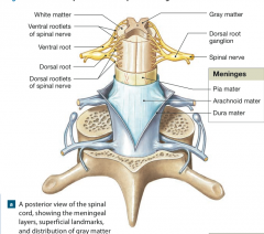 The tough fibrous dura mater is the layer that forms the outermost covering of the spinal cord. This layer contains dense collagen fibers that are oriented along the longitudinal axis of the cord. 
