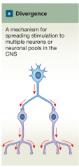 A mechanism for spreading stimulation to multiple neurons or neuronal pools in the CNS. 