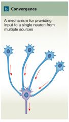 A mechanism for providing to a single neuron from multiple sources. 