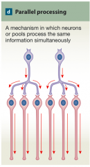 A mechanism in which neurons or pools process the same information simultaneously 