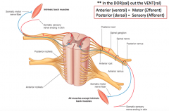 Bring sensory information from periphery to CNS via the dorsal root                            

-
 “in the DOR(sal), out the VENT(ral)”