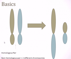 when the chromosomes are translocating information, they accidentally pair the two long and two short arms up.

the short pair kind just disappears