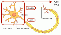 cell body, dendrites, axon