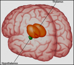 Neocortex/cortex: higher brain functions, separated into 4 lobes; frontal, occipital, parietal, temporal
Basal Ganglia: many voluntary movements
Limbic System: emotions and memory 
Olfactory Bulbs: sense of smell 