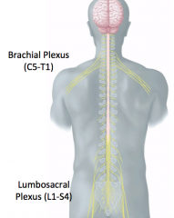 * Brachial Plexus (C5-T1) 
* Lumbosacral Plexus (L1-S4)